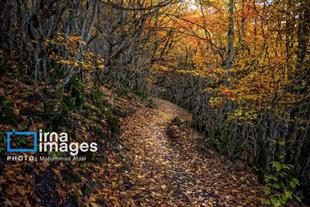 Autumn in Iran’s Golestan forests